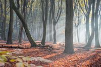 forest walk
