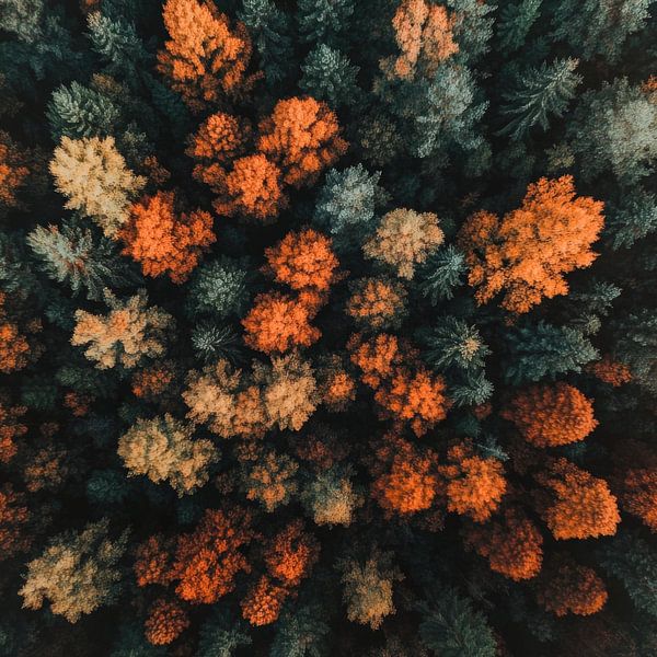 Forêt d'automne Vue par Poster Art Shop