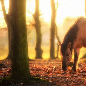 Foraging Horse by Cho Tang