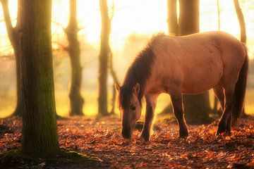 Cheval à la recherche de nourriture sur Cho Tang