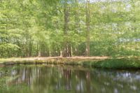 Dromerige bomen á la Monet