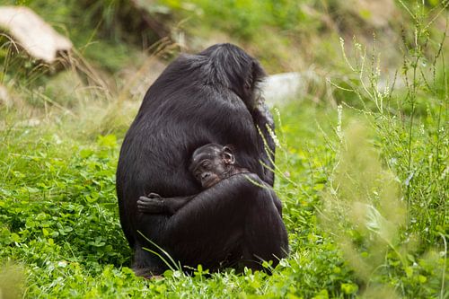 Monkey cub holding mother