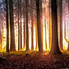 Golden autumn forest by Nicc Koch