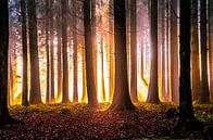 Golden autumn forest by Nicc Koch thumbnail