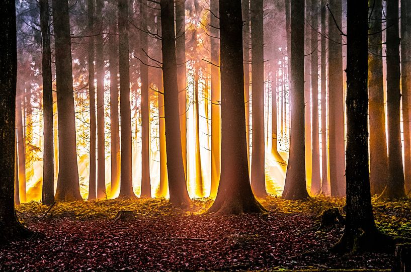 Golden autumn forest by Nicc Koch