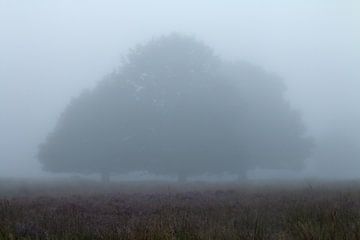 Bomen op een mistige morgen van Manon Zandt