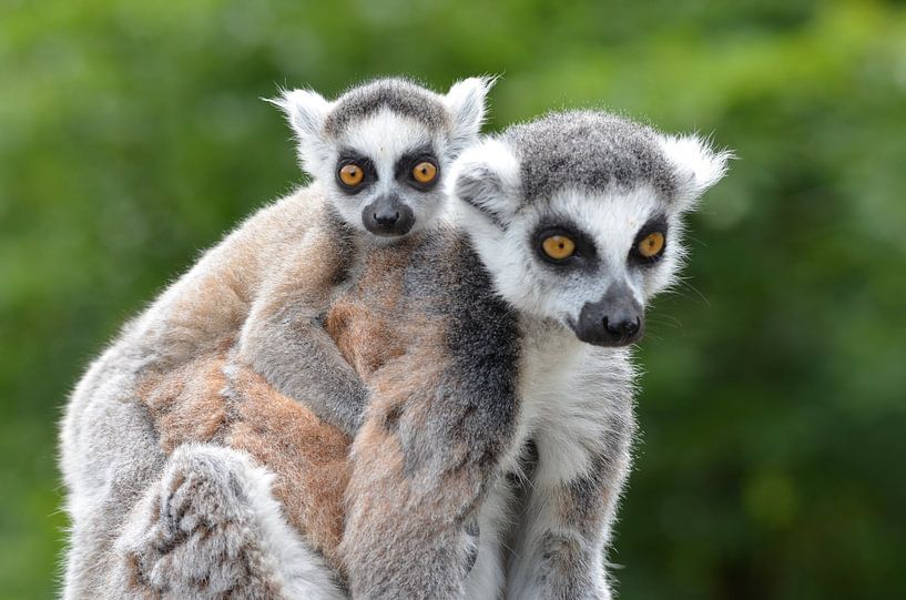 Ringelschwanzlemur von Corrie Post