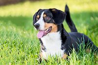 Miko, onze 3-jarige Entlebucher Sennenhond