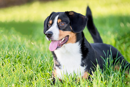 Miko, onze 3-jarige Entlebucher Sennenhond