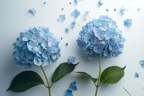 Hortensia's