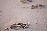Pfotenabdrücke im Sand von Ramon Bovenlander Miniaturansicht