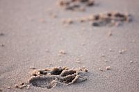 Pootafdrukken in het zand