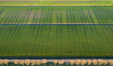Ombre d'une rangée d'arbres sur Peter Haastrecht, van