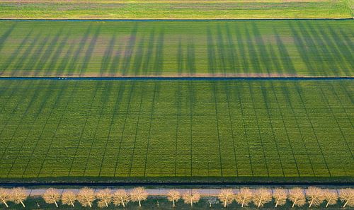 Schaduw van een bomen rij