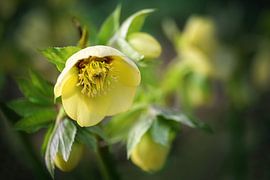 Blüte der Christrose oder Schwarzen Nieswurz (Helleborus niger),