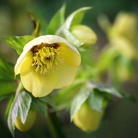 Flower of Christmas rose or black hellebore (Helleborus niger),  by Maren Winter