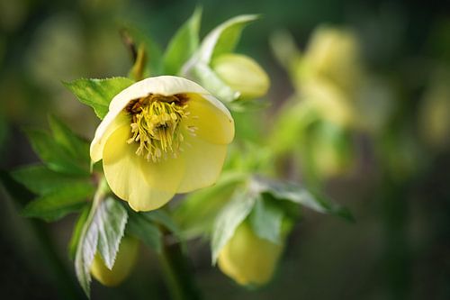 Blüte der Christrose oder Schwarzen Nieswurz (Helleborus niger), von Maren Winter