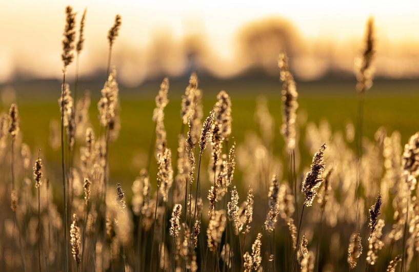 Ochtendlicht op Walcheren 9 by Percy's fotografie
