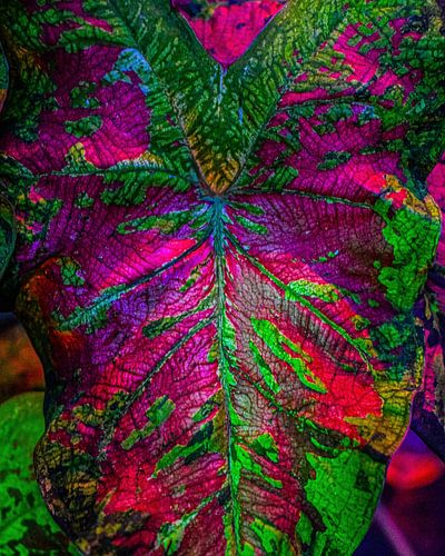 Caladium Roze