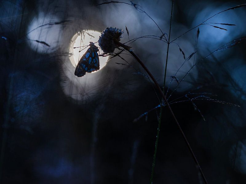 Fritillary, warming up by peter reinders
