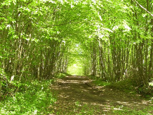 Der Wald von Ramon Labusch