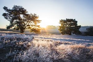 Winterliche Heidelandschaft mit Raureifschicht bei Sonnenaufgang