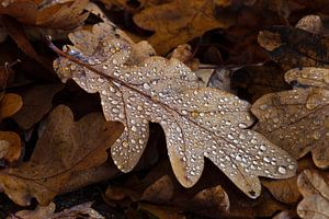 Oak leaf with raindrops von Karla Leeftink