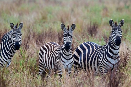 3 zebra's