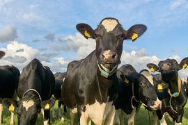 Black and white cows in the meadow by Ad Jekel