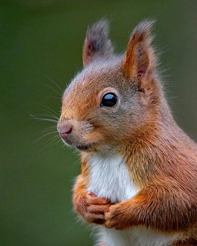 Squirrel, a portrait