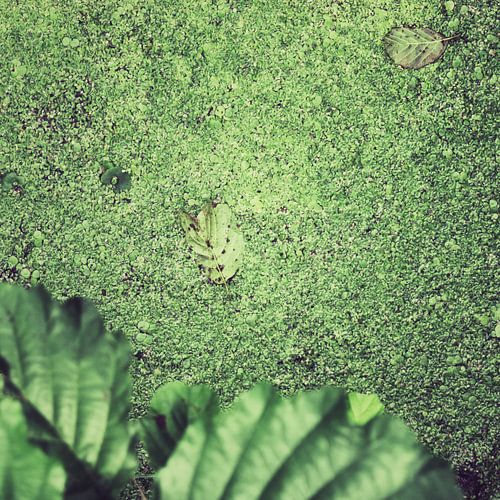 leaves and duckweed
