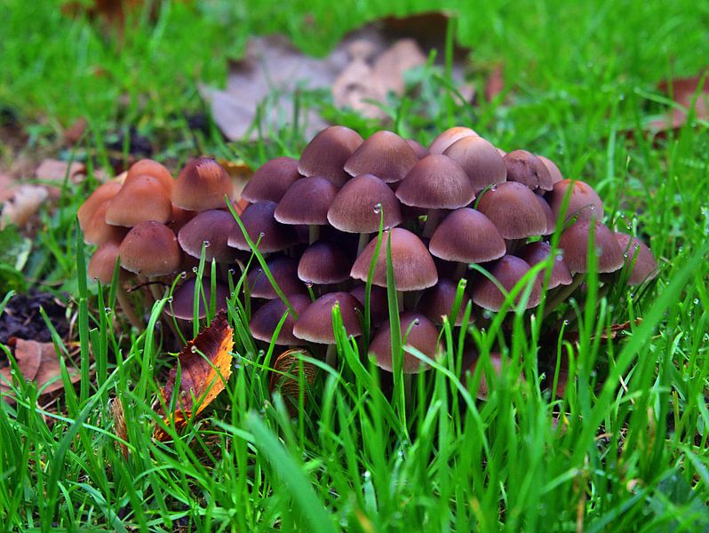 Champignons des prés 6 par Edgar Schermaul