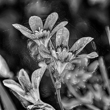 Art numérique Moyen Fleurs Noir et Blanc