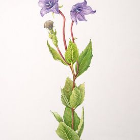 Botanischer illustration, Aquarel der Ballonpflanze: Platycodon grandiflorum. von Ria Trompert- Nauta