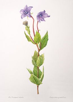 Illustration botanique, aquarelle d'une Plante à ballon : Platycodon grandiflorum.