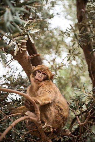 Petit singe sur Debbie Graafmans