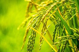 Close-up rice fields by Caught in the Wild