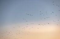 Vogels vliegen over Walcheren van Percy's fotografie thumbnail
