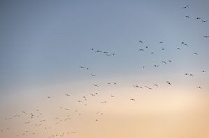 Des oiseaux survolent Walcheren