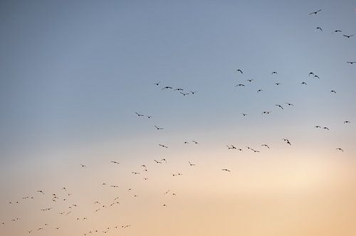 Vogels vliegen over Walcheren