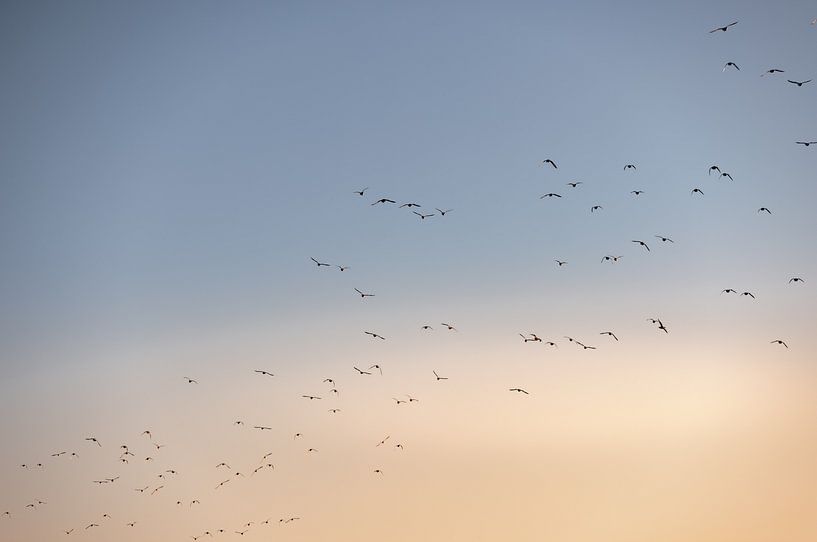 Vogels vliegen over Walcheren van Percy's fotografie