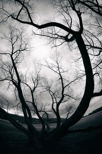 Twisted Stillness by Dorit Fuhg