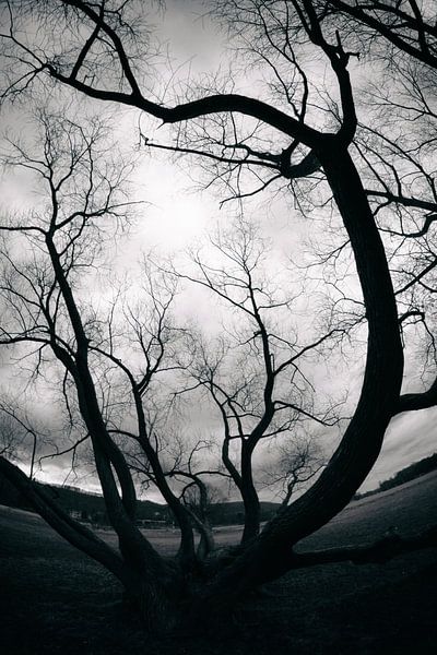 Twisted Stillness von Dorit Fuhg