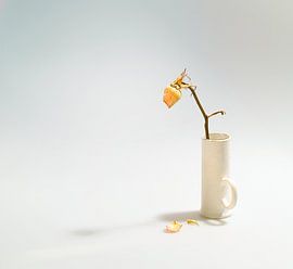 withered rose by Mykhailo Sherman