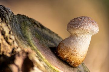 Why is there a mushroom in the forest? by Christian Feldhaar