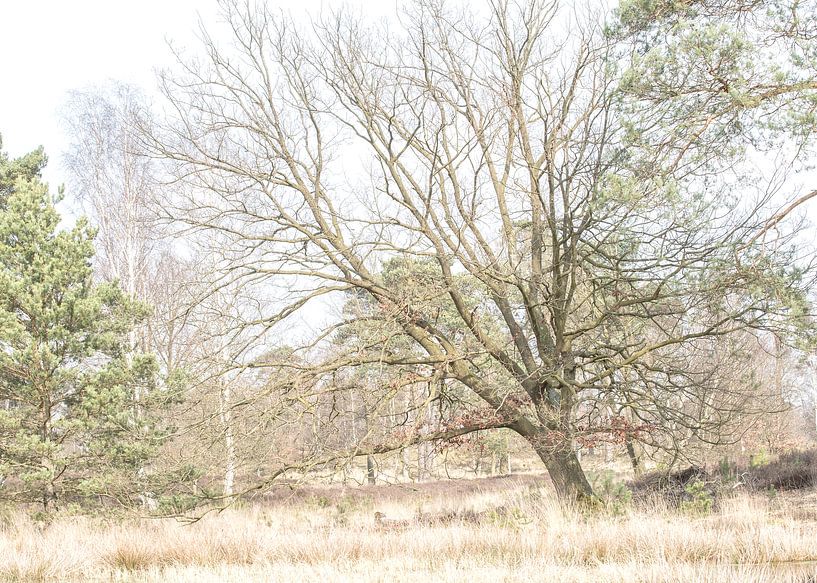 Beegderheide in High key von Marian Smeets