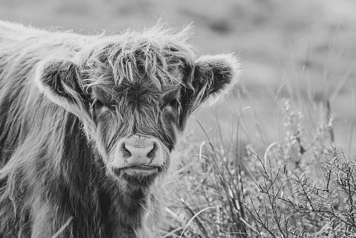 Highlander écossais
