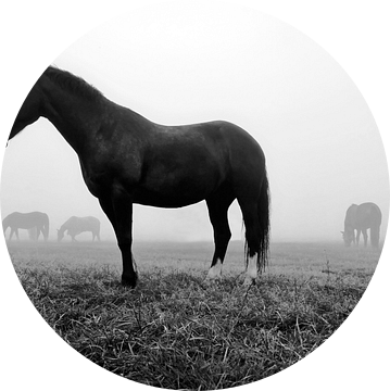 Paarden in de ochtendmist