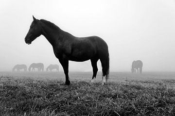 Paarden in de ochtendmist van Martina Weidner