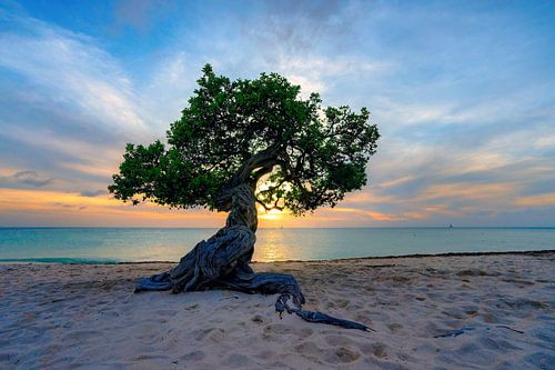 Aruba Episode: the one with divi divi at sunset